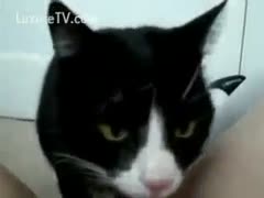 A mischievous mother I want to receive oral stimulation from a cat while fucking in knee-high nylons and heels.
